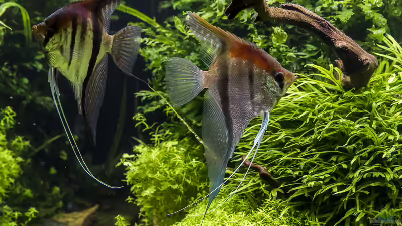 Juni 2019 von JARB (49)