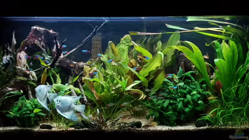 juni 2019 von Mel (1)