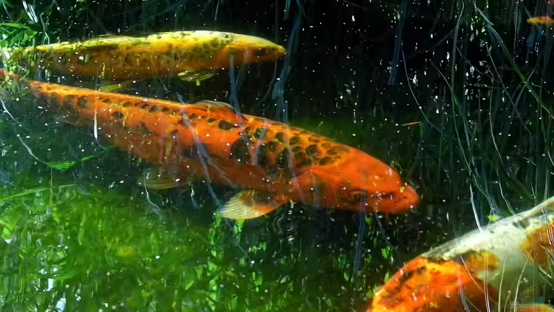 Juni2014 von snooze (29)