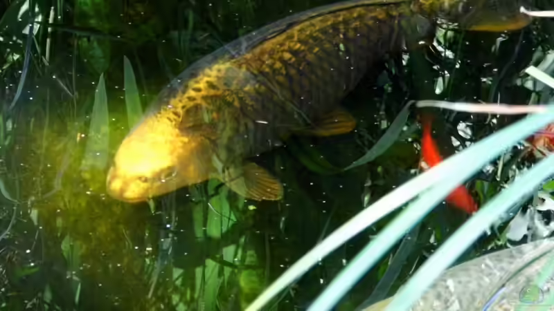 Juni2014 von snooze (32)