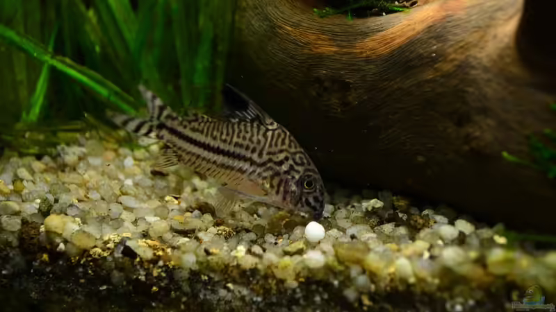 Junipanzerwels von Daniela (36)