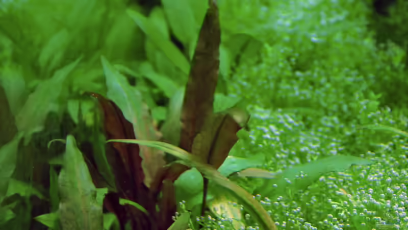 Juny 2013 Cryptocorine ondulata von lomarraco (20)