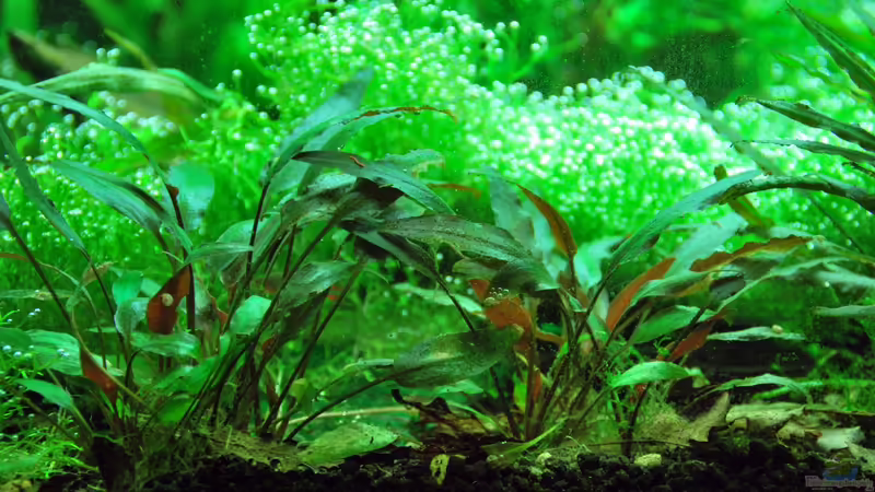 Juny 2013 Cryptocorine parva von lomarraco (21)