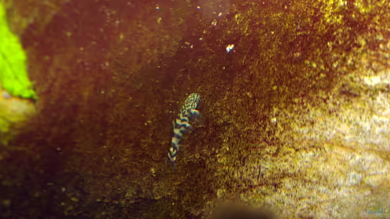 Juvenil 5 Wochen ca. 1cm von Nico NK (23)