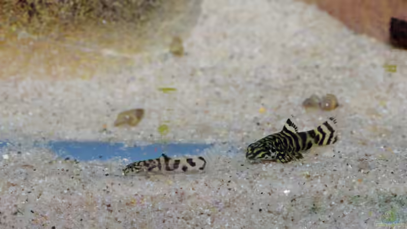 Juvenile - 4 und 7 Wochen alt von Nico NK (24)