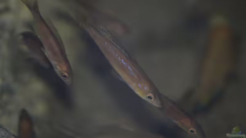 Aquarien mit Cyprichromis microlepidotus (Kleinschuppiger Kärpflingsbuntbarsch)