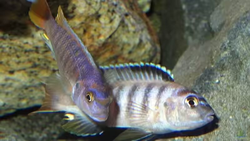 juvenile Saulosi-Böcke Nr. 2&3 von Malawi_Einsteiger (34)