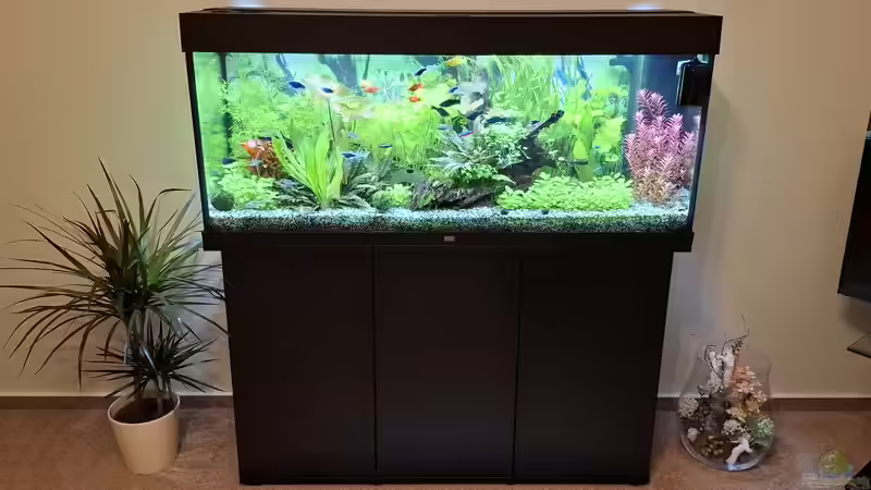 Juwel 240l mit Unterschrank von SiggiPl (1)