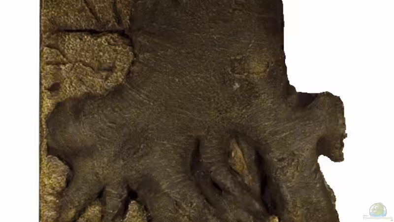 Juwel 3D ROOT 60cm geschnitten von PH Neutral (21)