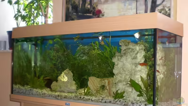Juwel-Aquarien: Wie nachhaltig sind die Becken der Marke Juwel?