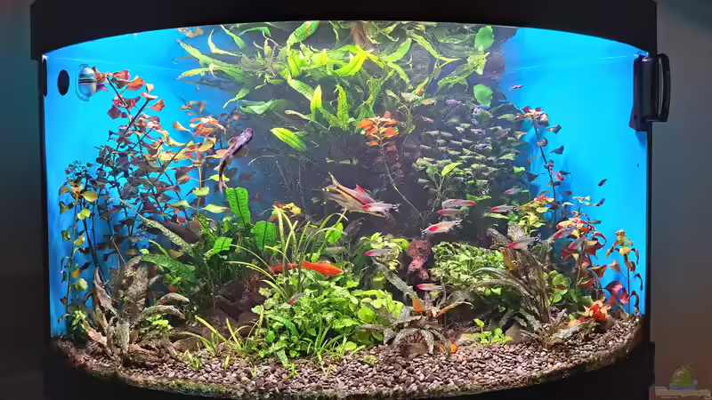 Juwel-Aquarien: Wie nachhaltig sind die Becken der Marke Juwel?