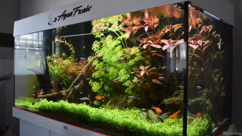 Juwel Aquarium RIO 180 02.04.2023 von Peter Peter (36)