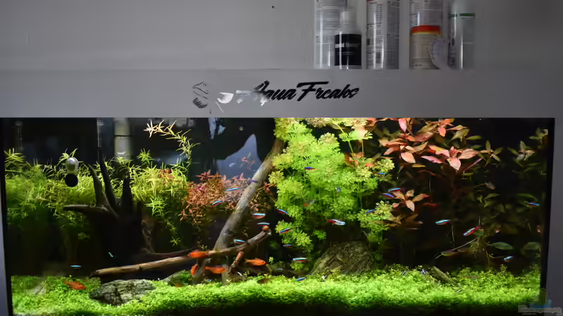 Juwel Aquarium RIO 180 02.04.2023 von Peter Peter (37)