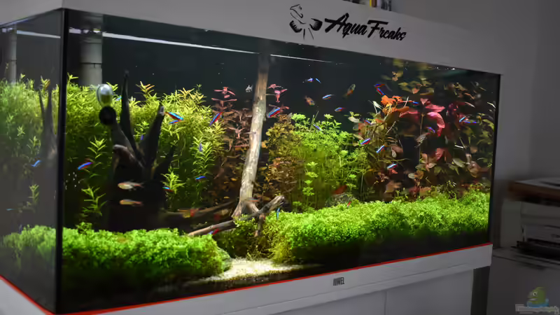 Juwel Aquarium RIO 180 19.06.2023 von Peter Peter (41)