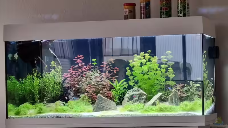 Juwel Aquarium RIO 180 am 19.05.2022 von Peter Peter (29)