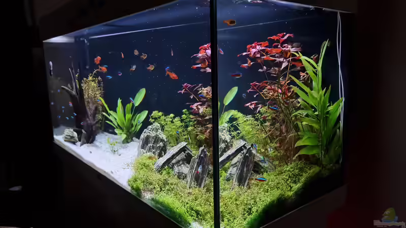 Juwel Aquarium RIO 180 von Peter Peter (22)