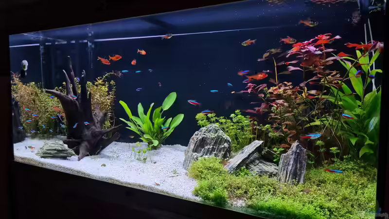 Juwel Aquarium RIO 180 von Peter Peter (23)