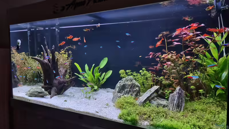 Juwel Aquarium RIO 180 von Peter Peter (24)