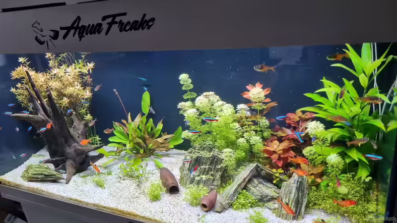 Juwel Aquarium RIO 180 von Peter Peter (26)