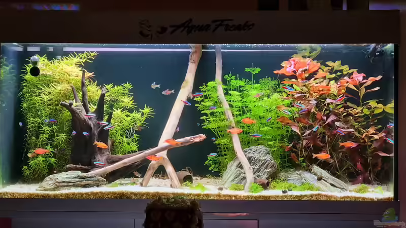 Juwel Aquarium RIO 180 von Peter Peter (28)