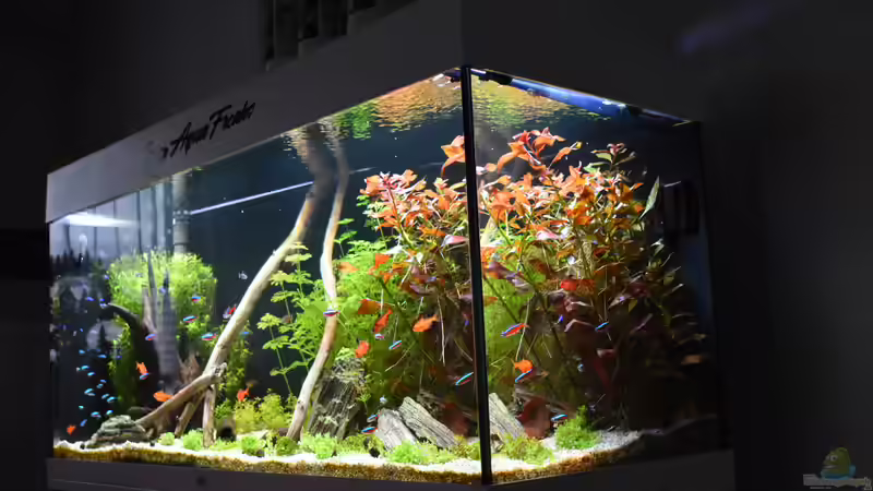 Juwel Aquarium RIO 180 von Peter Peter (30)