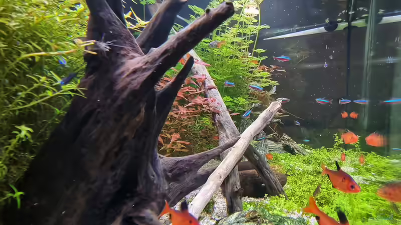 Juwel Aquarium RIO 180 von Peter Peter (31)