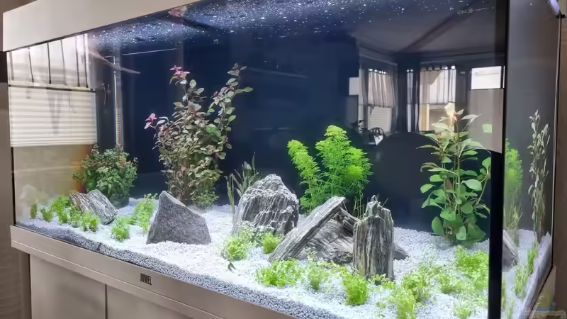 Juwel Aquarium RIO 180 zwei Tage nach der Pflanzung  und die wurzel schwimmen  immer von Peter Peter (15)