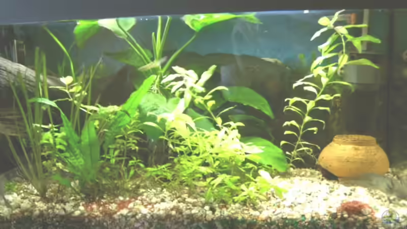 JUWEL BECKEN 2 F??R MEINE AXOLOTS von Emmy Bergmann (2) (6)