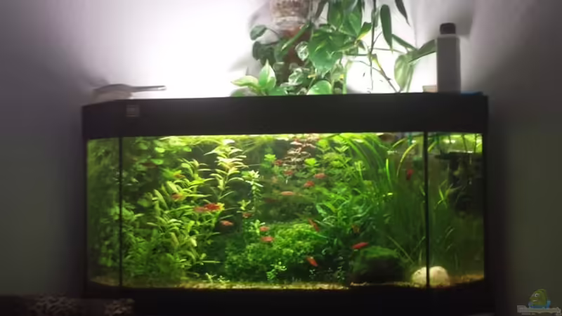 Juwel Delta 180l von sonic85 (3)