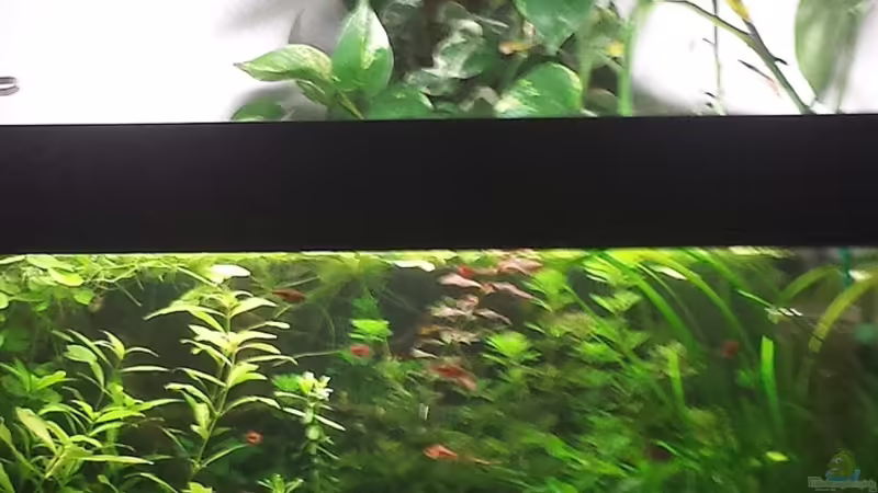 Juwel Delta 180l von sonic85 (4)