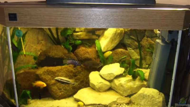 Juwel Delta 6 Eckbecken 330 Liter,Malawi Mbuna von Esslinger (1)