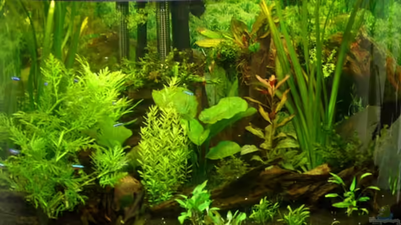 Juwel Eckaquarium 190 l nach 21 Tagen von Harald Charzinski (3)