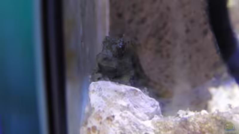 Juwel Felsenhüpfer von Steffen Ruck (31)