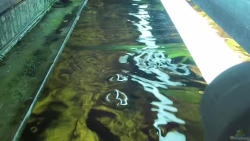 Juwel High-Lite Day T5 54 W von Der Bergzower (12)