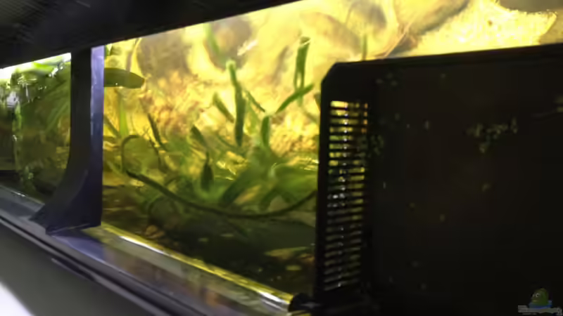 Juwel Innenfilter 8.0 von schmitzkatze (12)