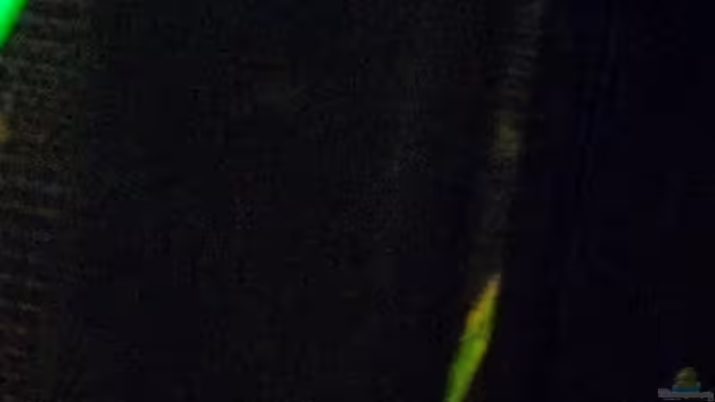 Juwel Innenfilter als Torffilterung von Caricciola (20)