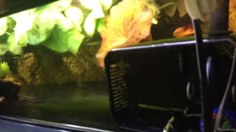 Juwel Innenfilter bioflow von schmitzkatze (11)