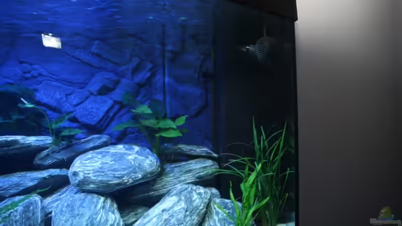 Juwel Innenfilter Jumbo 1100 l/h, Strömungspumpe Tunze 6045 von Klaus Fischer (8)