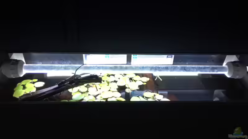 Juwel Led  von Andy Garnier (12)