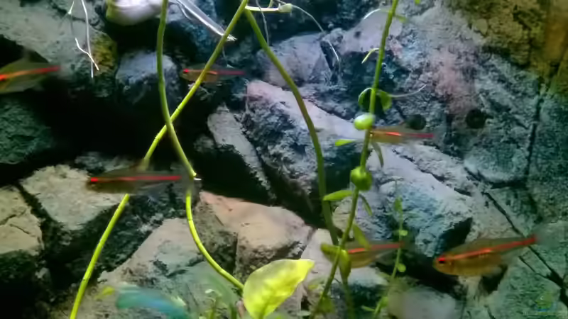 Juwel Poster Rückwand 3D von Lars Ascher (33)