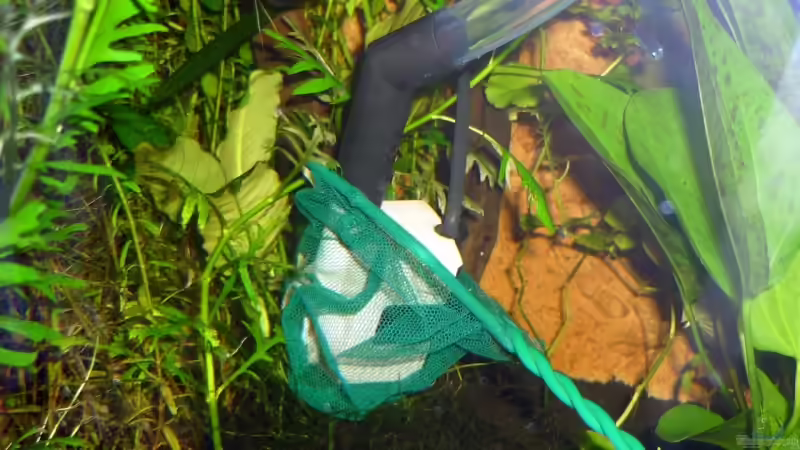 Juwel Pumpe 1000 l/h mit Fangnetz damit kein Fisch sich verletzt, zum Wasserwechsel am Ablasschlauch von Sabrina & Dirk Bergmann (43)