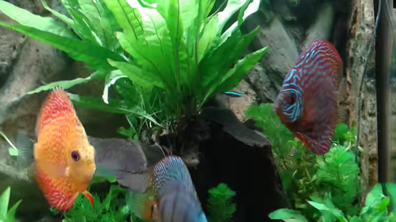 Juwel rechte Terrasse von Rene Zwirchmayr (17)