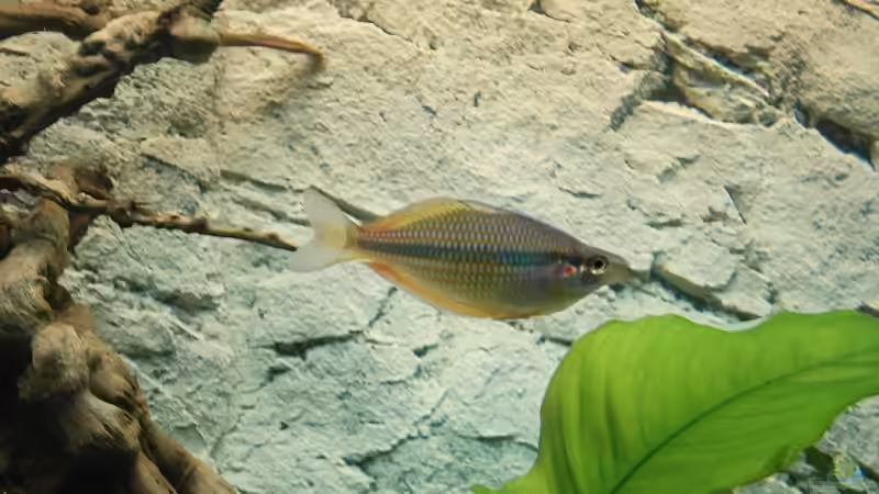 Juwel Regenbogenfisch von Florian Kallinger (19)