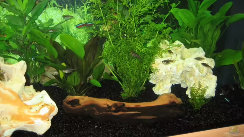 Juwel RIO 180 Gesellschaftsbecken