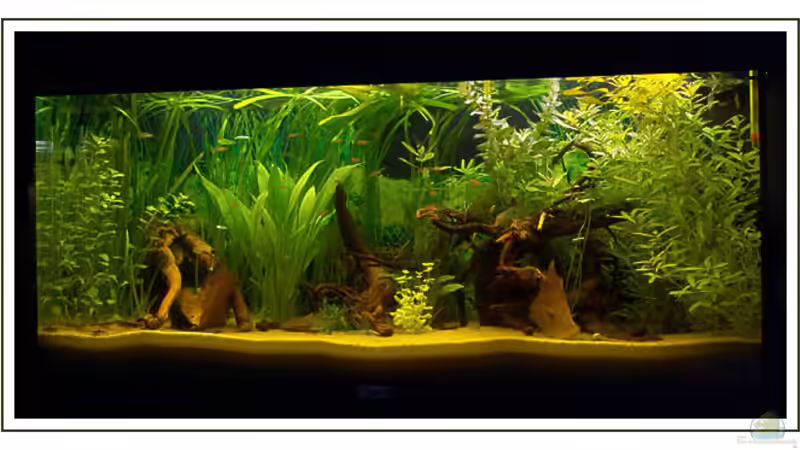 Juwel Rio 180 von Martin Lenhardt (1)