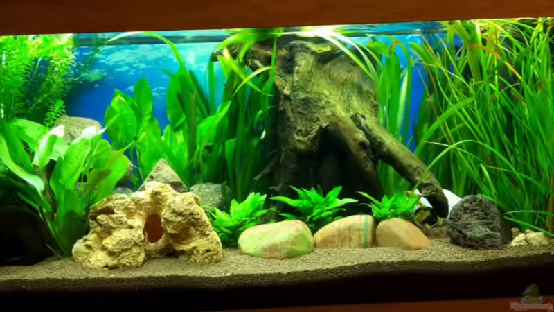 JUWEL RIO 180 von Returner (1)