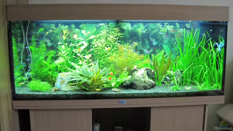 Juwel Rio 240 High-Lite von Streaknet (1)