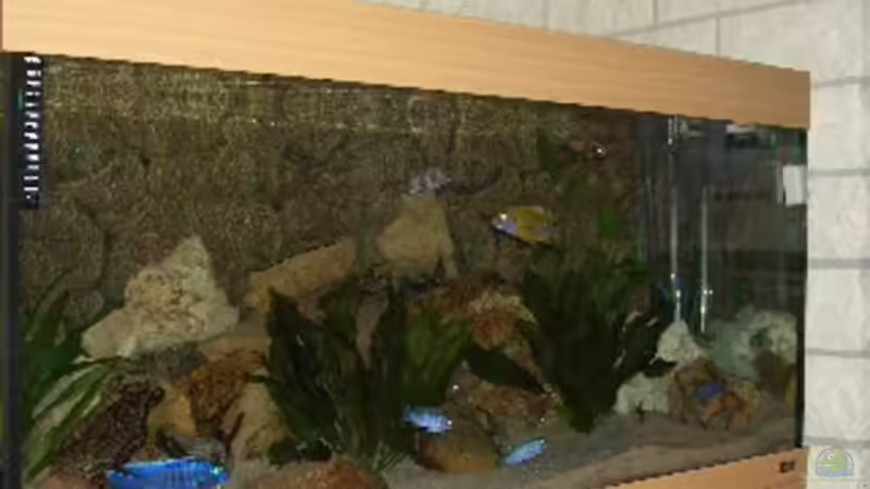 Juwel Rio 300  von Matthias Schmidt (2)