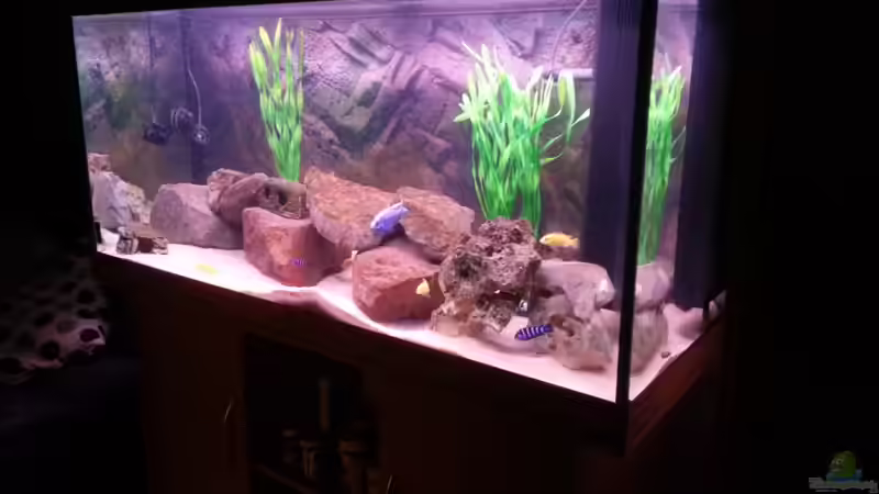 Juwel Rio 300 von Malawi Maik (1)