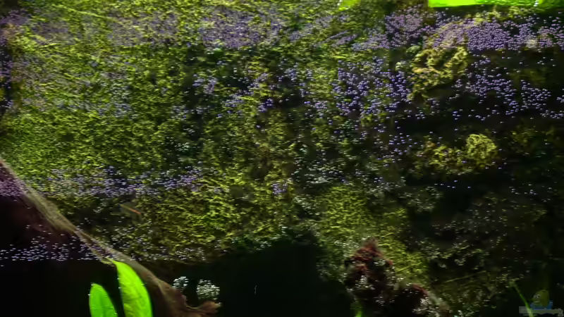 Juwel Root 600 (Srukturrückwand) von @quarium Cologne (55)